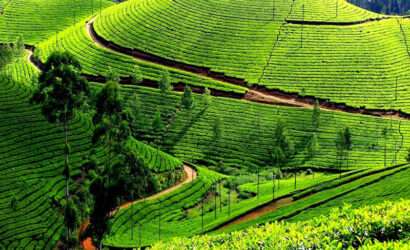 t: Scenic view of tea plantations in Ooty with lush green fields of tea bushes against a backdrop of rolling hills."