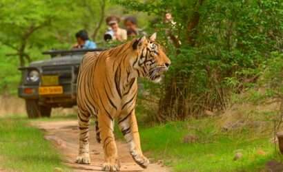 Ranthambore