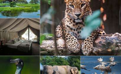 "Wildlife tour in Sri Lanka: Image featuring a majestic tiger walking through the forest, a leopard resting on a tree branch, and an elephant grazing in the distance."