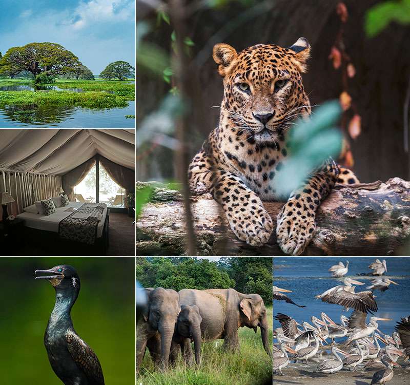 "Wildlife tour in Sri Lanka: Image featuring a majestic tiger walking through the forest, a leopard resting on a tree branch, and an elephant grazing in the distance."