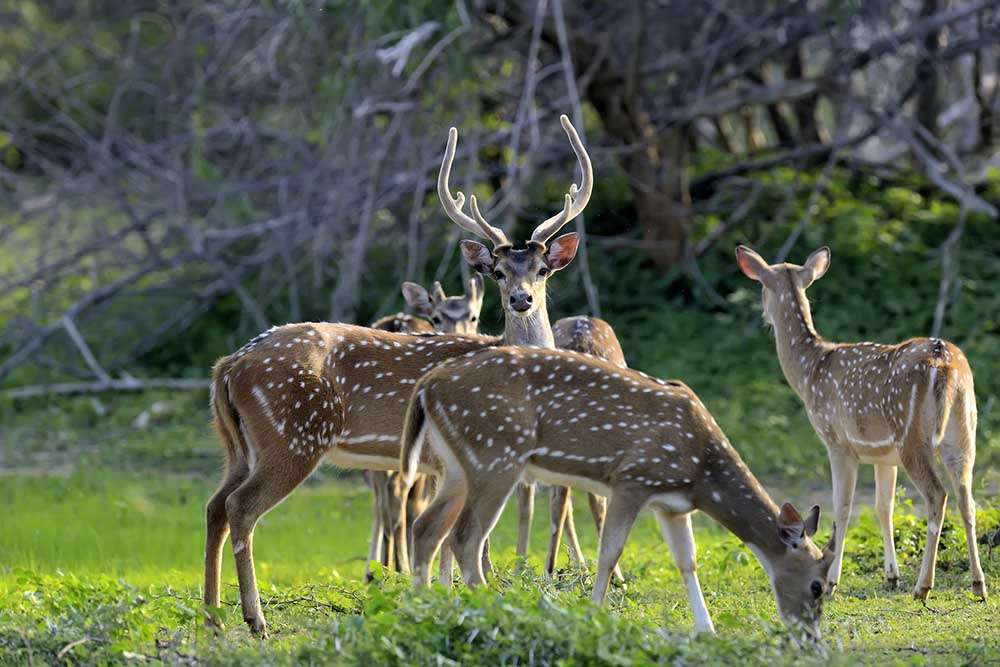 Taj Mahal With Ranthambore