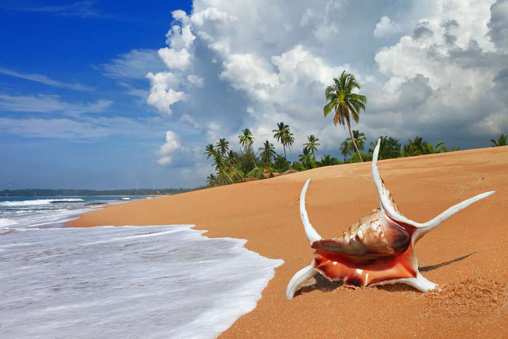 "Seashell lying on the shore of Sri Lanka beach"