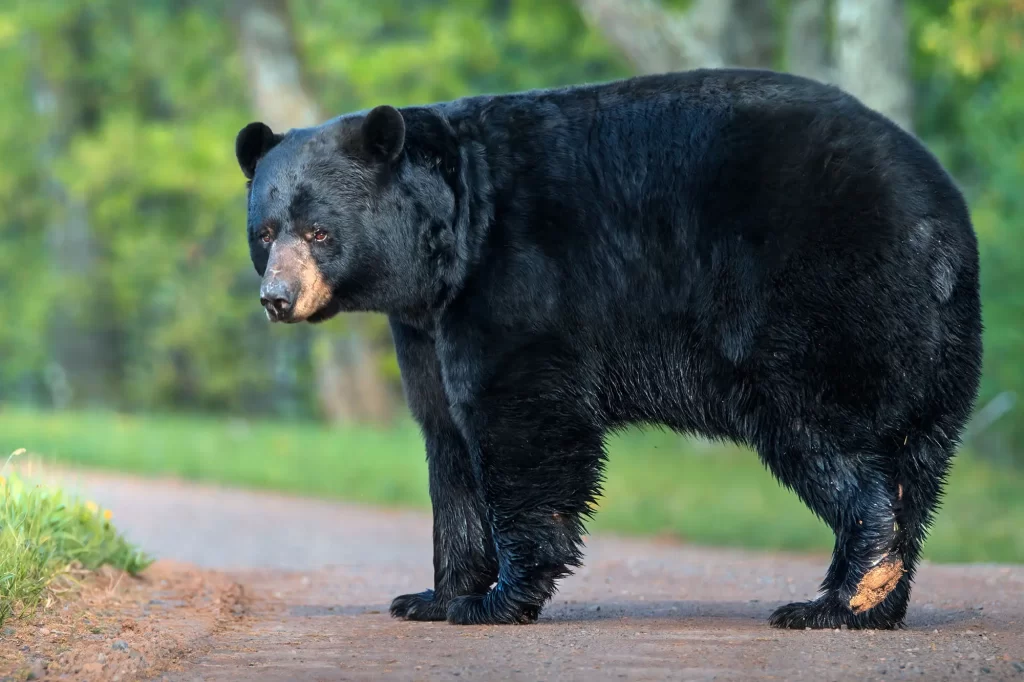 "A black bear sitting on roadway in the forest - a part of wildlife tour in Sri Lanka"