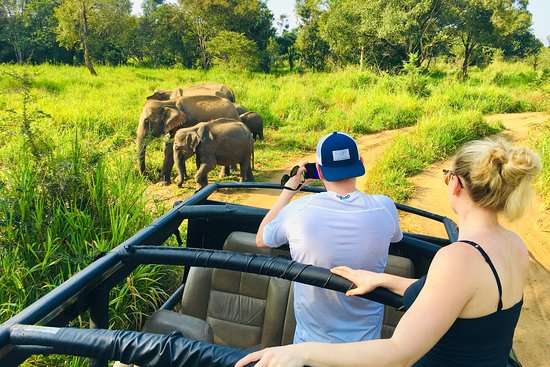 "Man taking a photo of elephant with his wife during wildlife tour in Sri Lanka"