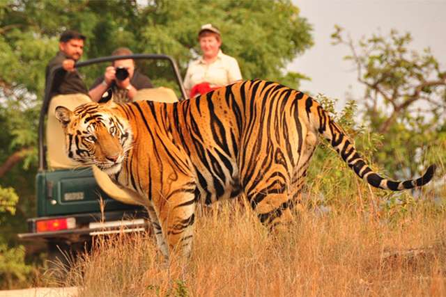 Ranthambore