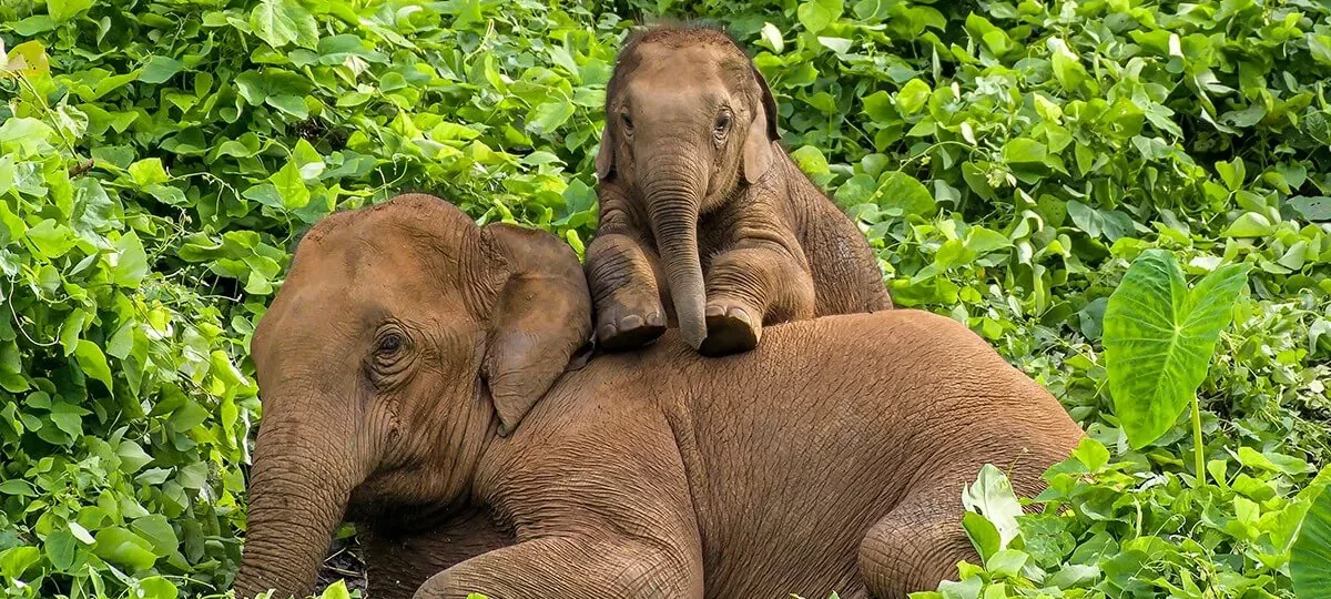 "Two elephants sitting amidst greenery and large leaves in Kerala wildlife sanctuary"