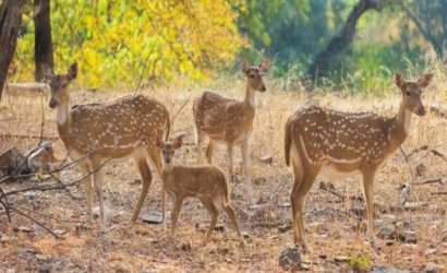 Taj Mahal With Ranthambore National Park