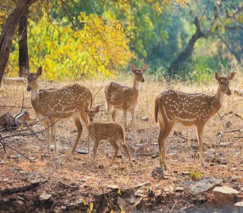 Taj Mahal With Ranthambore National Park