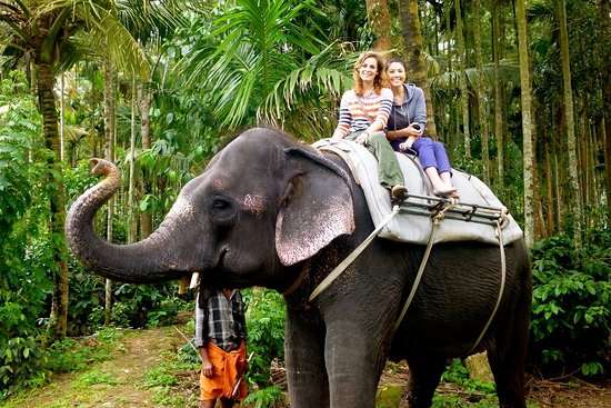 Tourists enjoying an elephant ride in Kerala, sitting on its back.