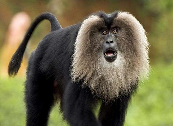 "Black monkey sitting in a wildlife sanctuary in Kerala"