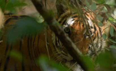 Bandhavgarh Wildlife