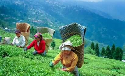 Women working in a lush tea plantation, picking tea leaves amidst vibrant greenery - a depiction of hard work and the beauty of tea cultivation in the field."