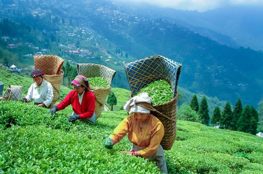 Women working in a lush tea plantation, picking tea leaves amidst vibrant greenery - a depiction of hard work and the beauty of tea cultivation in the field."