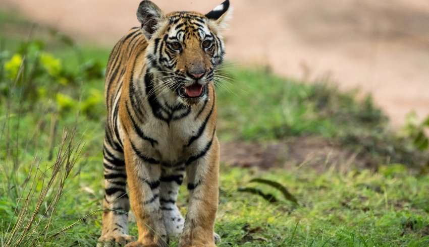 A Bengal Tiger in the Wild at Bandhavgarh National Park.