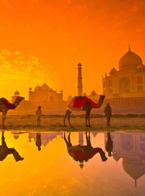 "Two camels standing in front of the iconic Taj Mahal monument"