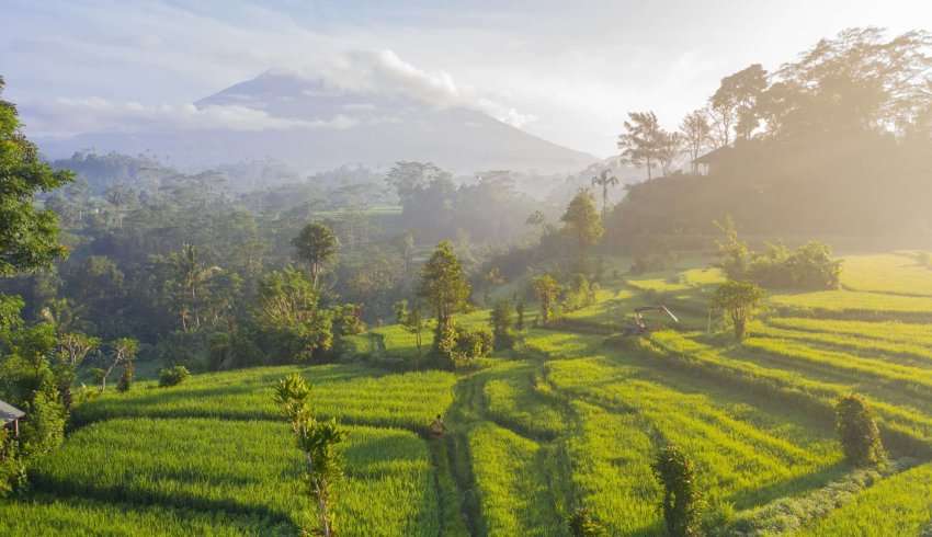 "View of tea plantation in Bali with mountains in the background."