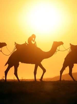 "Alt text: Camel rides in the desert - A thrilling adventure amidst golden sand dunes, as visitors enjoy traditional camel rides, immersing themselves in the serene beauty of the desert landscape."