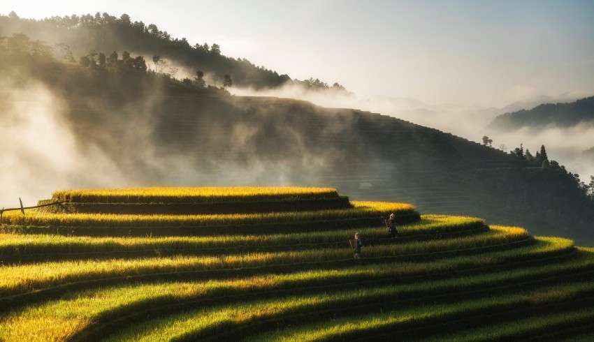 Aerial view of green tea plantations with mountains in the background in Moc Chau, Vietnam.