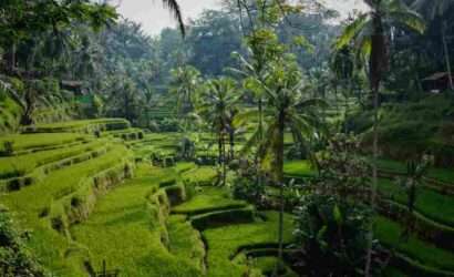 Bali's Green Tea Plantations