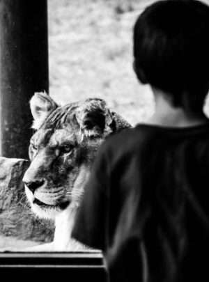 A group of tourists with binoculars and cameras looking at a wild tiger in a jungle for wildlife tours.