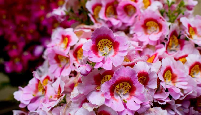 A vibrant pink flower in a park in Sikkim, India.