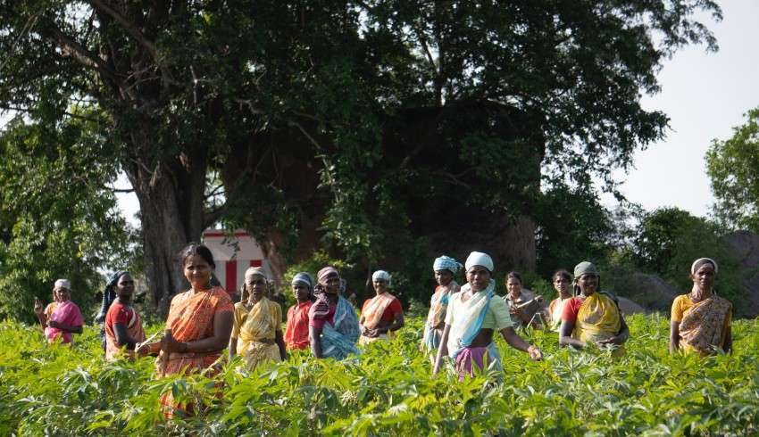 13 women working on a tea plantation farm, plucking tea leaves, with green bushes in the background.