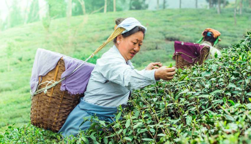 Aerial view of tea plantations in Sikkim, India.