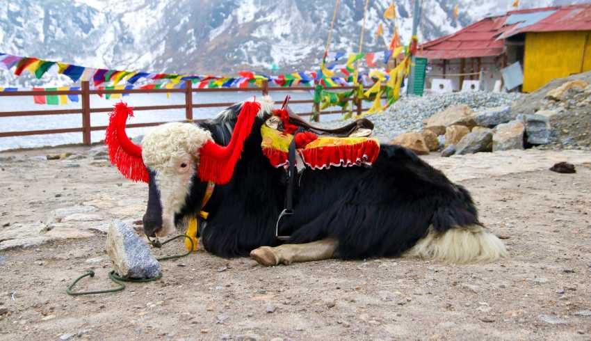 A group of yaks with riders walking on a mountain trail during a yak safari in Sikkim.