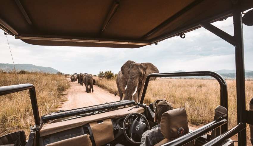 "Traveler on a jeep safari watching elephants cross their path in Nairobi to Amboseli National Park"