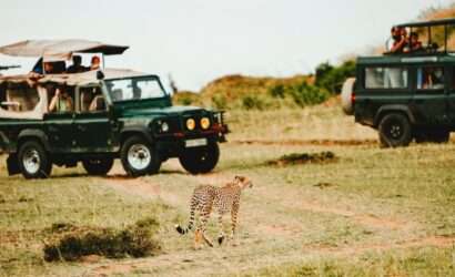 "Leopard in front of a jeep with tourists inside, in a park or zoo."