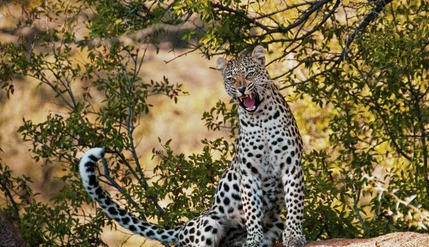 "Close-up of a cheetah roaring in front of a jeep full of tourists on a safari adventure."