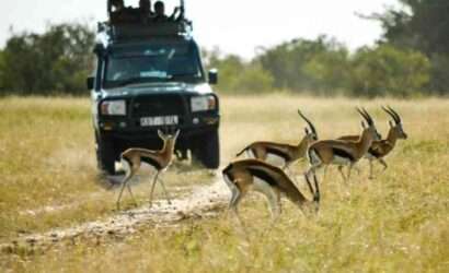 jeep safari