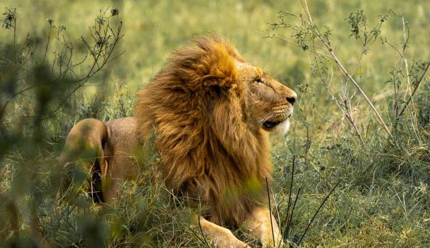 A male lion sitting on the grass in a park, looking straight ahead with a calm expression on its face.